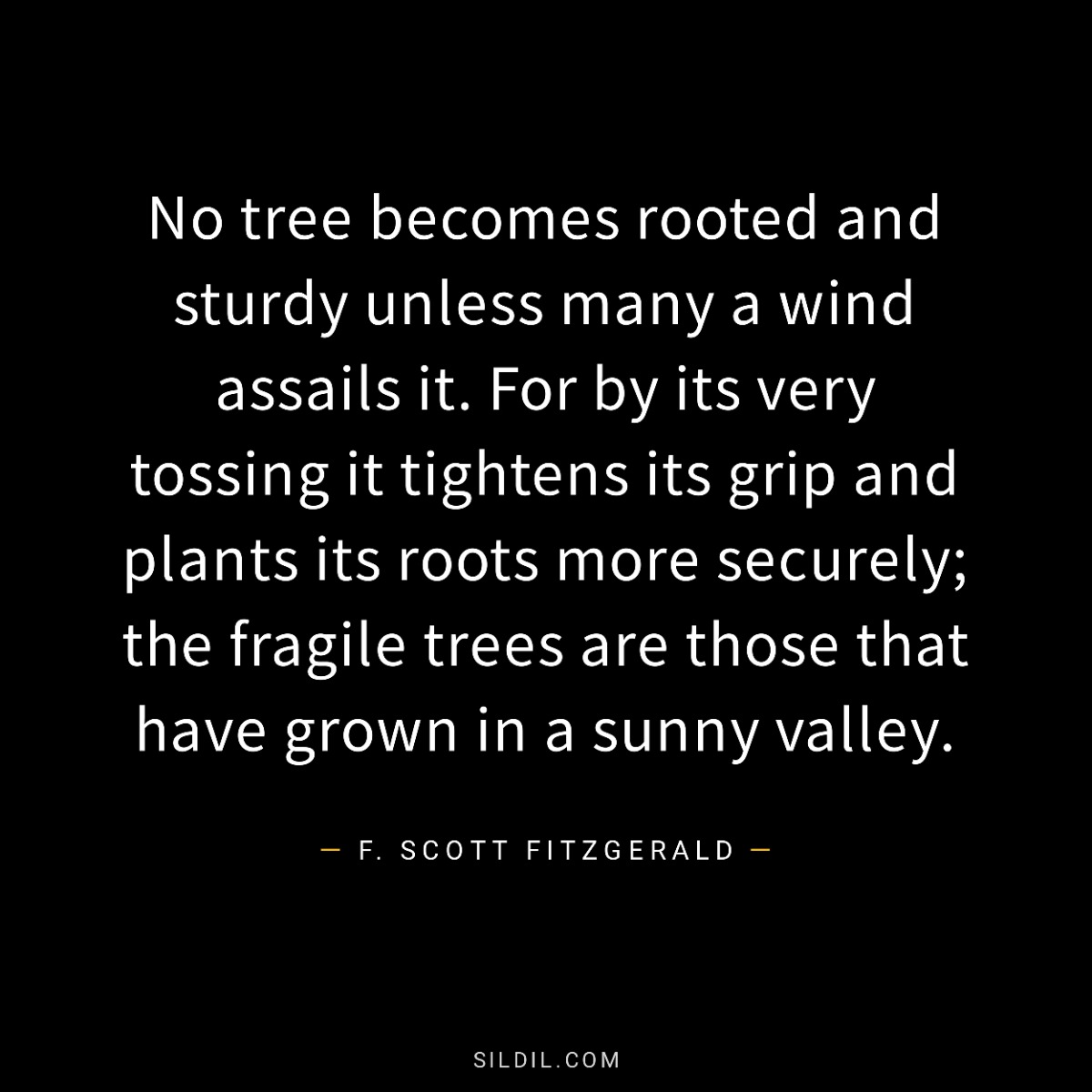 No tree becomes rooted and sturdy unless many a wind assails it. For by its very tossing it tightens its grip and plants its roots more securely; the fragile trees are those that have grown in a sunny valley.