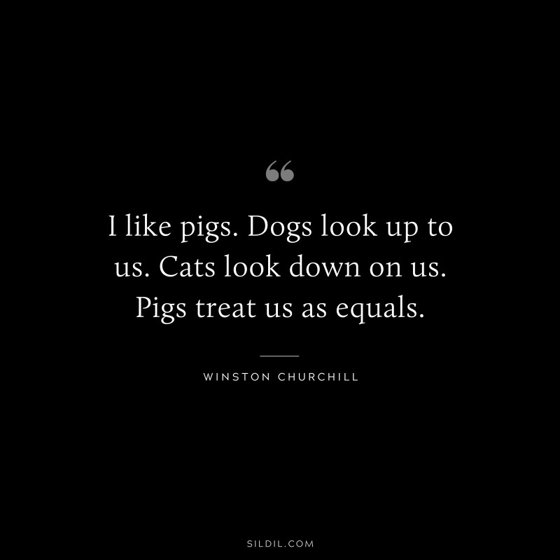 I like pigs. Dogs look up to us. Cats look down on us. Pigs treat us as equals. ― Winston Churchill